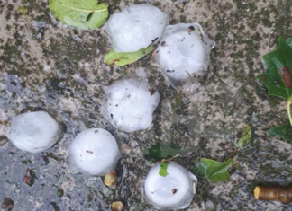 Grandine, chicchi di grosse dimensioni: ancora danni per l’agricoltura in Bassa Romagna e nel faentino