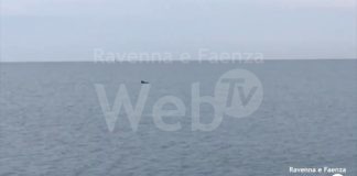 Avvistamento spettacolare a Marina di Ravenna: un gruppo di delfini salta e nuota nei pressi del molo