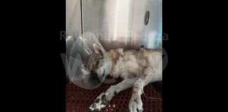 Weekend di Ferragosto: ladri in azione nel forese. A Ravenna torturato un cane