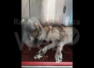 Weekend di Ferragosto: ladri in azione nel forese. A Ravenna torturato un cane