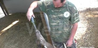 Il centro per il recupero e la cura degli animali feriti rischia di chiudere: l’appello dei volontari