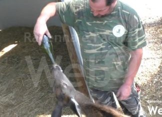 Il centro per il recupero e la cura degli animali feriti rischia di chiudere: l’appello dei volontari