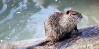 Nutrie, fossi e argini colabrodo, Coldiretti: “Danni nei campi e tenuta idrogeologica del territorio sempre più a rischio”