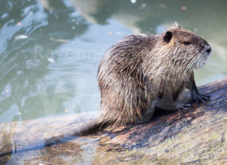 Un esposto alla procura per chiedere verifiche sulle modalità di cattura ed uccisione delle nutrie