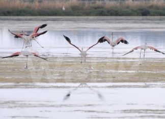 Cervia: a Musa museo del sale la mostra fotografica “In Salina tra panorami di Acqua e Cielo”