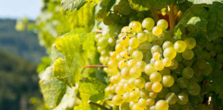 Vendemmia in anticipo in Emilia-Romagna, comincia l’8 agosto