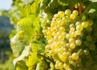 Coldiretti: Vendemmia, previsioni confermate per le uve bianche di collina