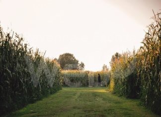 Ultimi giorni per visitare i labirinti di Alfonsine