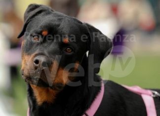 Massa Lombarda: al parco Piave la sfilata canina amatoriale