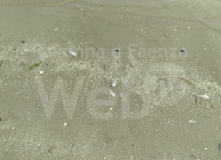 Moria di pesci a Lido di Classe, intervengono i biologi