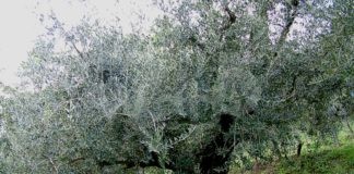 L’olio di Brisighella a Bruxelles per la “Settimana della Cucina Italiana nel Mondo”