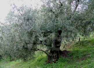L’olio di Brisighella a Bruxelles per la “Settimana della Cucina Italiana nel Mondo”