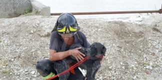 Cane cade nel Candiano e viene salvato dai Vigili del Fuoco