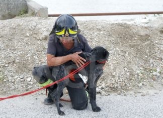 Cane cade nel Candiano e viene salvato dai Vigili del Fuoco