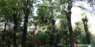 Legambiente: “Analisi carenti e assenza di comunicazione nell’abbattimento degli alberi a Castel Bolognese”
