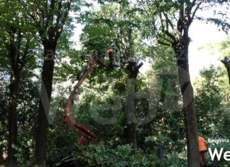 Legambiente: “Analisi carenti e assenza di comunicazione nell’abbattimento degli alberi a Castel Bolognese”