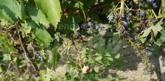 Coldiretti: “Vigneti danneggiati dai cinghiali. Urgente l’attuazione del nuovo Piano Faunistico”