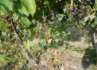 Coldiretti: “Vigneti danneggiati dai cinghiali. Urgente l’attuazione del nuovo Piano Faunistico”