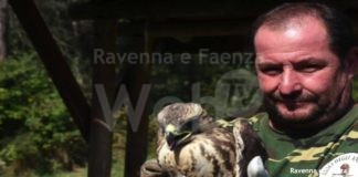 Cervia-Milano Marittima: lunedì liberazione di rapaci curati dall’Associazione Amici degli Animali di Ravenna