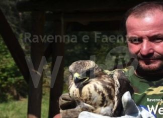 Cervia-Milano Marittima: lunedì liberazione di rapaci curati dall’Associazione Amici degli Animali di Ravenna