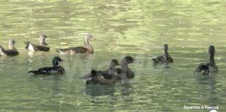 Al Parco Bucci liberati nuovi esemplari e posizionati i cestini per la differenziata