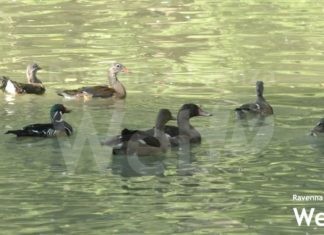 Al Parco Bucci liberati nuovi esemplari e posizionati i cestini per la differenziata