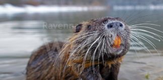 La direzione del Parco del Delta del Po precisa le linee guida del progetto per il contenimento delle nutrie