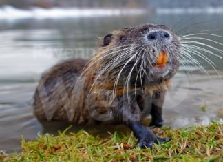 La direzione del Parco del Delta del Po precisa le linee guida del progetto per il contenimento delle nutrie