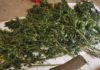 Scoperta coltivazione di marijuana a Fognano