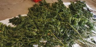 Scoperta coltivazione di marijuana a Fognano
