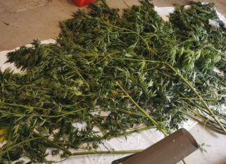 Scoperta coltivazione di marijuana a Fognano