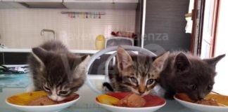 Appello dell’Enpa di Lugo: l’emergenza felina cresce drammaticamente