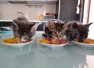 Appello dell’Enpa di Lugo: l’emergenza felina cresce drammaticamente