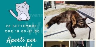 Ritorna la serata all’insegna delle coccole… all’Infermeria Felina Enpa di Bizzuno