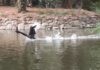 Liberati al Parco Bucci i cigni neri del Parco della Rocca