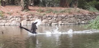 Liberati al Parco Bucci i cigni neri del Parco della Rocca