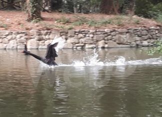 Liberati al Parco Bucci i cigni neri del Parco della Rocca