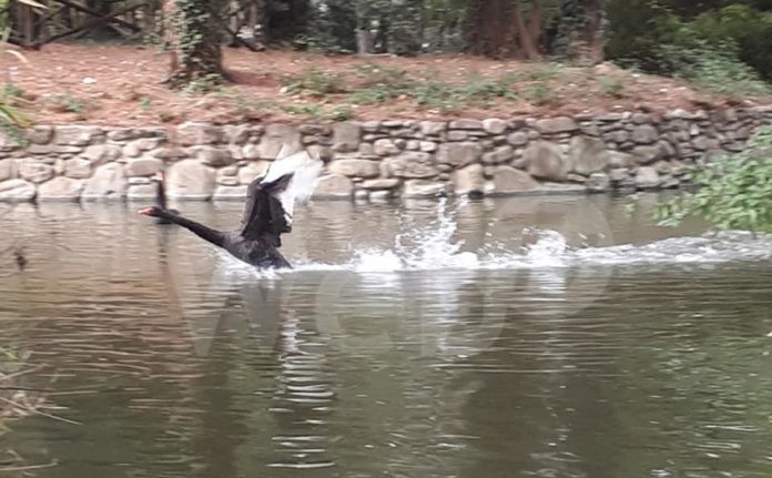 120611955_965496490596674_3748707491566401801_n