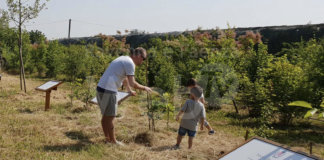 Bagnacavallo, “Un albero e un bambino”: l’edizione 2020 sabato al Pantaleone