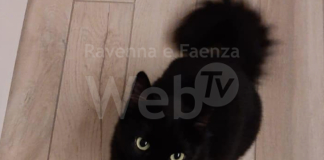 I volontari Enpa salvano un micio intrappolato sul tetto