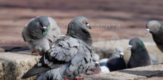 Unione: igiene urbana, una campagna di sensibilizzazione sui piccioni