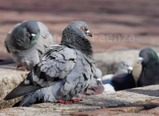 Unione: igiene urbana, una campagna di sensibilizzazione sui piccioni