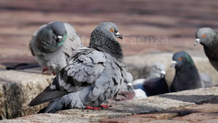 Schermata 2020-10-29 alle 17.09.40