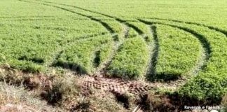 Colpo al distributore di benzina sulla Classicana: i ladri passati dai campi con una ruspa