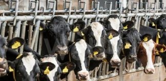 Bergamini (Lega): “Evitare il collasso della filiera zootecnica”