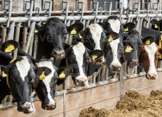 Mucche maltrattate e picchiate, l’allevatore ottiene la “messa alla prova”