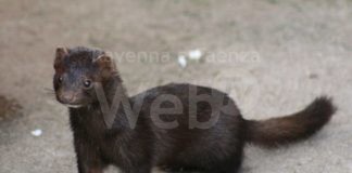 Rischi mutazione coronavirus, Piccinini (M5S): “La Regione chiuda l’allevamento di visoni in provincia di Ravenna”