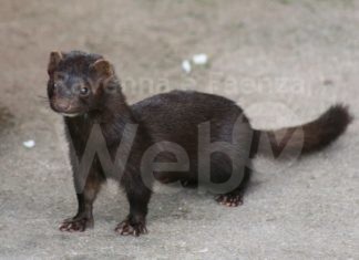 Visoni, Perini (Ama Ravenna): “Chiudere l’allevamento ravennate per non incorrere nei rischi di mutazione del coronavirus”