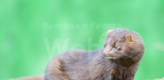 Nessun caso negli allevamenti di visone. Piccinini (M5S): “Bene impegno della Regione per la chiusura delle attività”