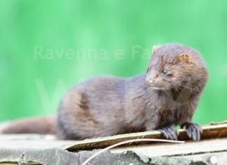 Nessun caso negli allevamenti di visone. Piccinini (M5S): “Bene impegno della Regione per la chiusura delle attività”